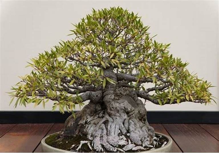 Ficus parasitica